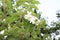Jasminum multiflorum is a species of jasmine, in the family Oleaceae.Â 